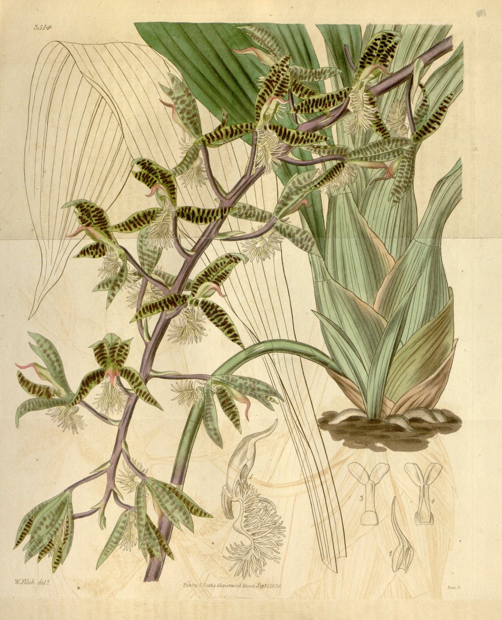 Catasetum barbatum