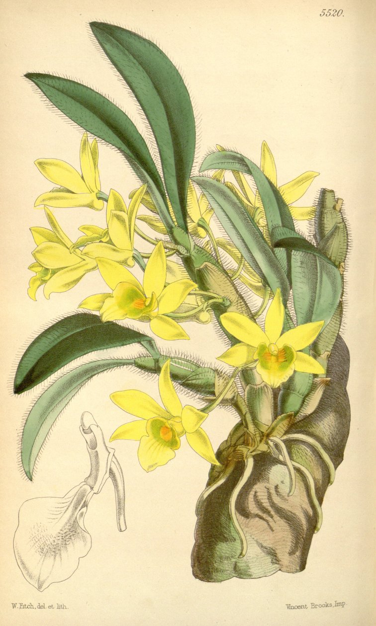 Dendrobium senil çizimi by Walter Hood Fitch
