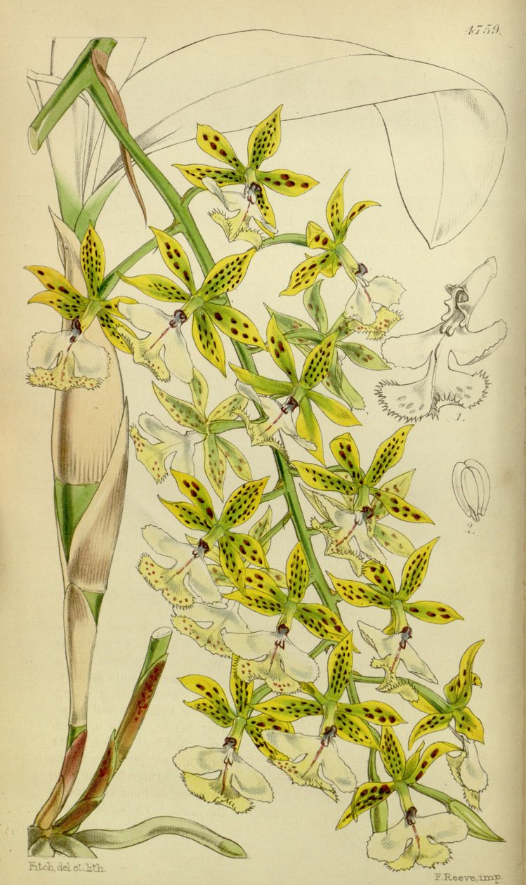 Epidendrum stamfordianum çizimi by Walter Hood Fitch