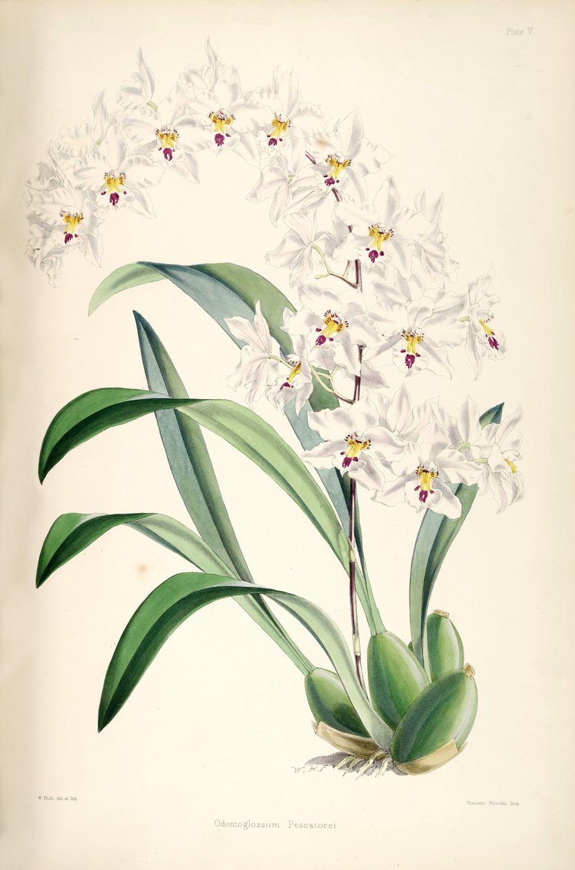 Odontoglossum nobile