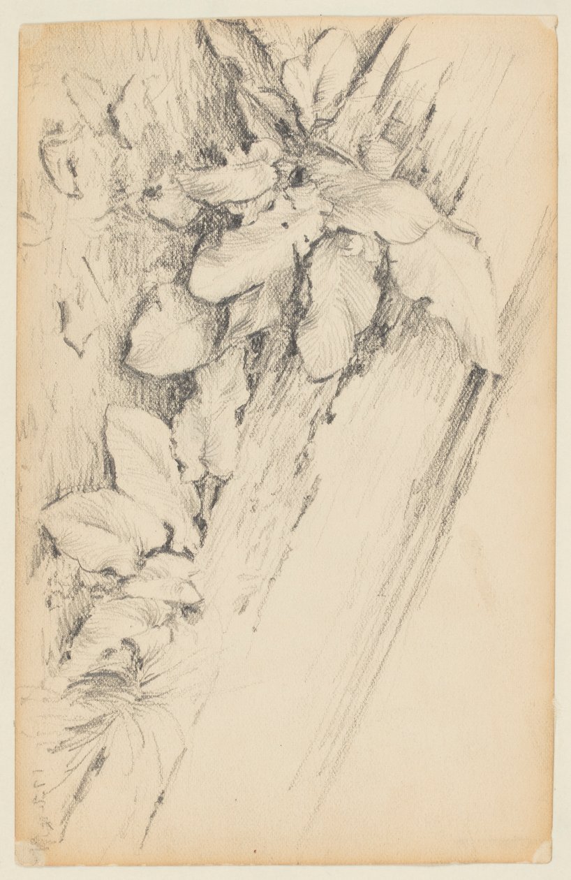 Bitkiler ve Çürük Ağaç Gövdesi Çalışması, 155. Cadde by Walter Clark