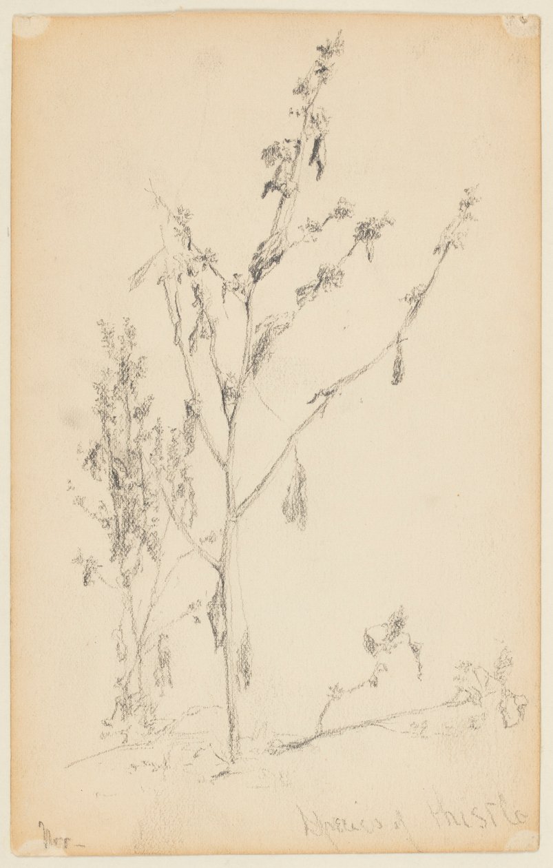 Devedikeni Çalışması by Walter Clark