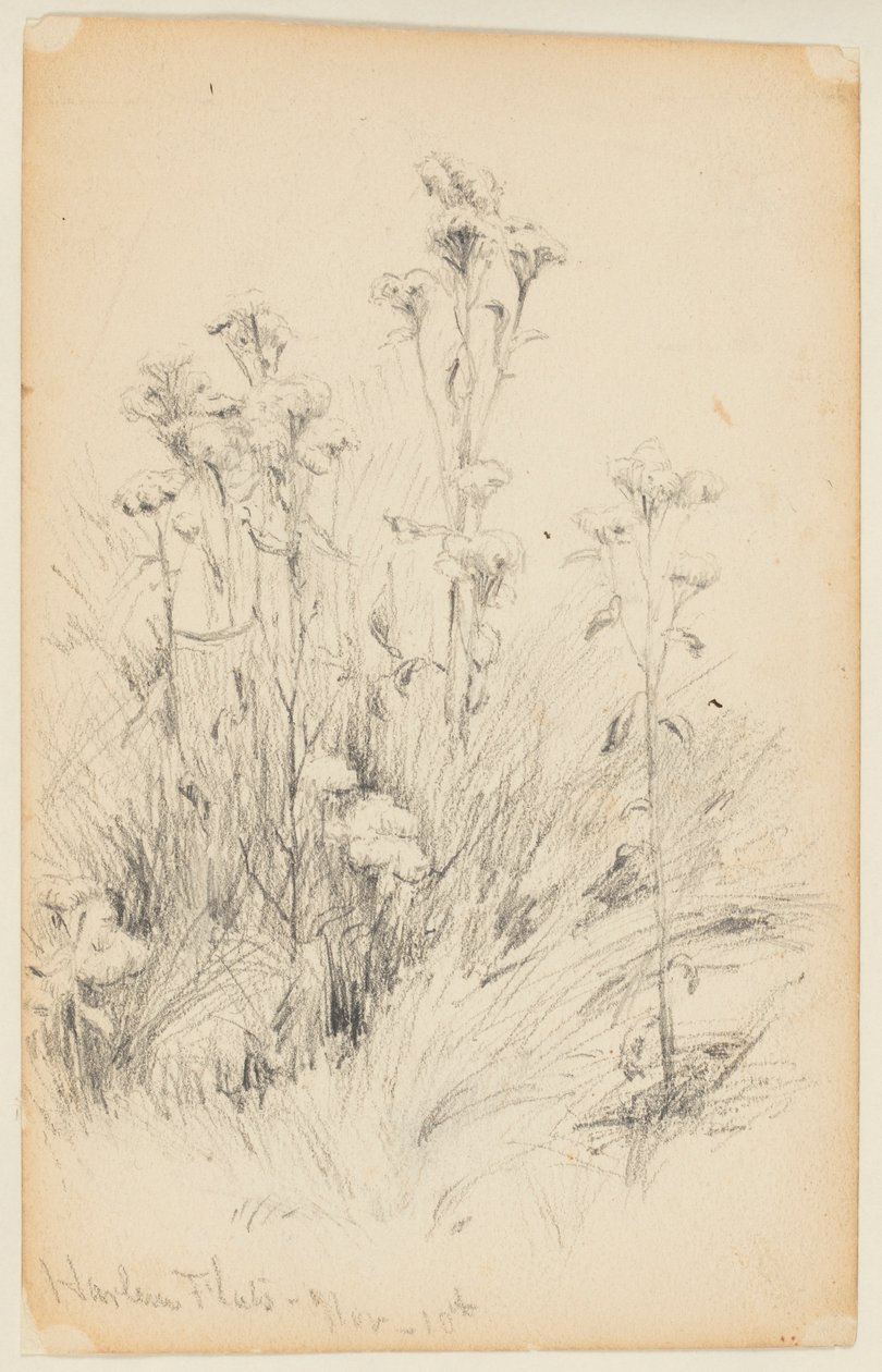 Thistles and Grass Çalışması, Harlem Flats by Walter Clark