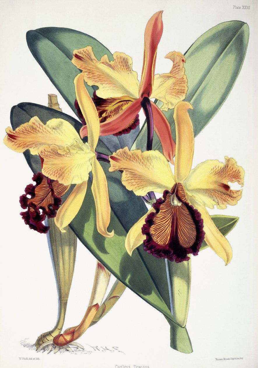 Cattleya Dowiana, c.1862-1877 by Walter Hood Fitch