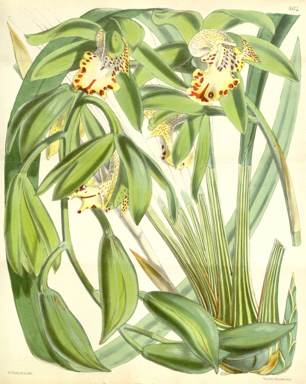 Cymbidium fahişe by Walter Hood Fitch