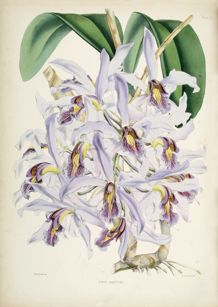 Schomburgkia superiens