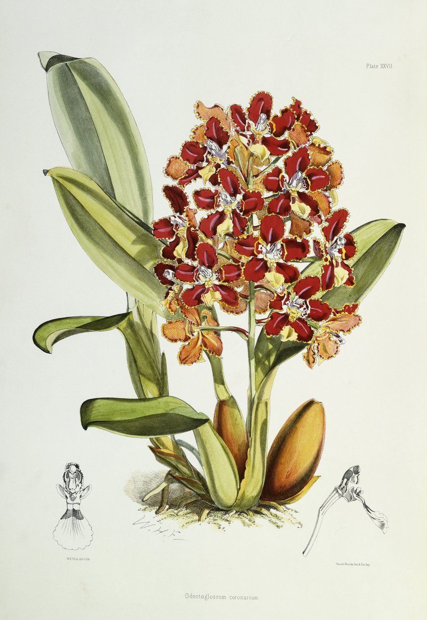 Odontoglossum koronarium, 1864-1874 by Walter Hood Fitch