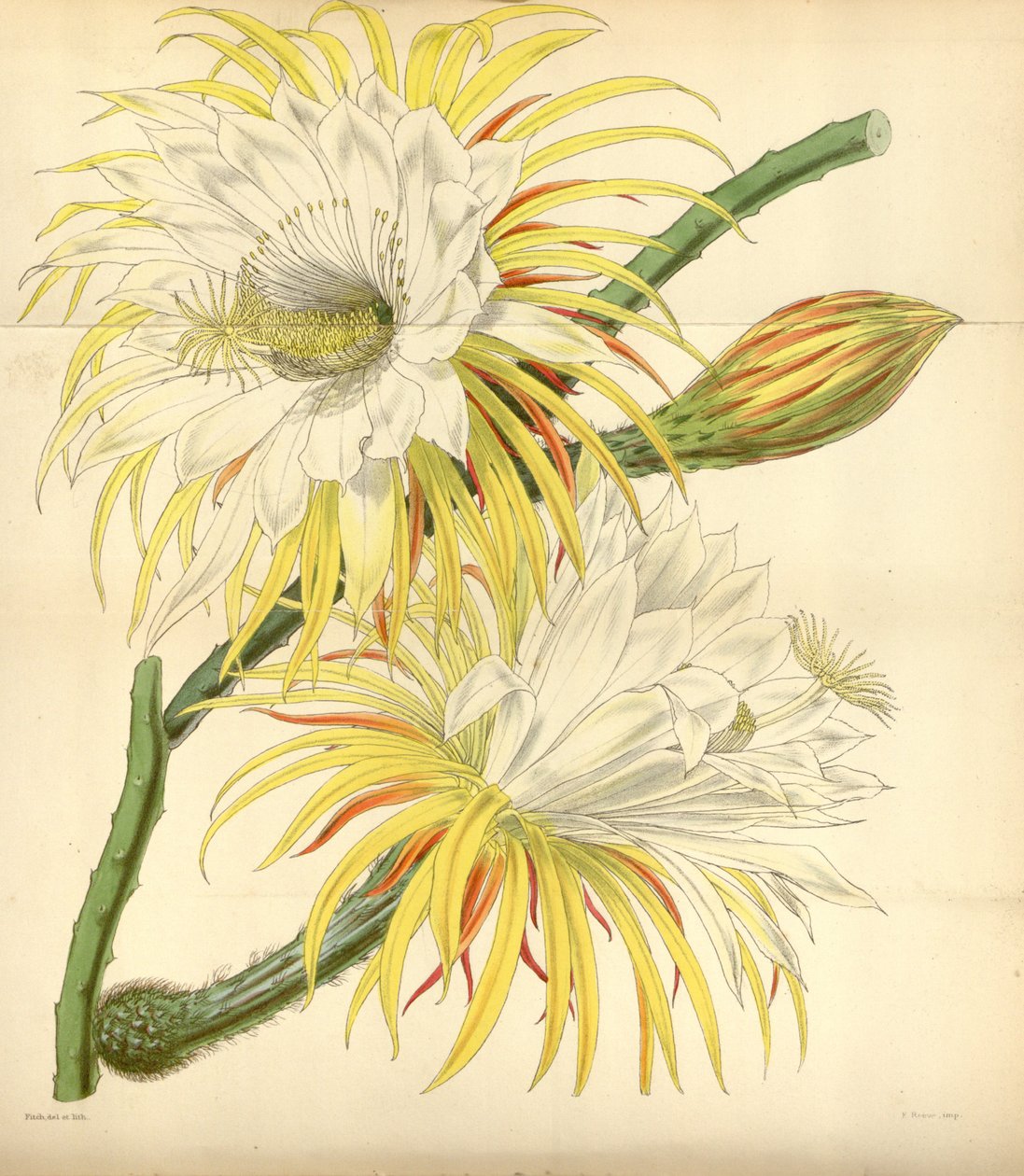 Selenicereus macdonaldiae by Walter Hood Fitch