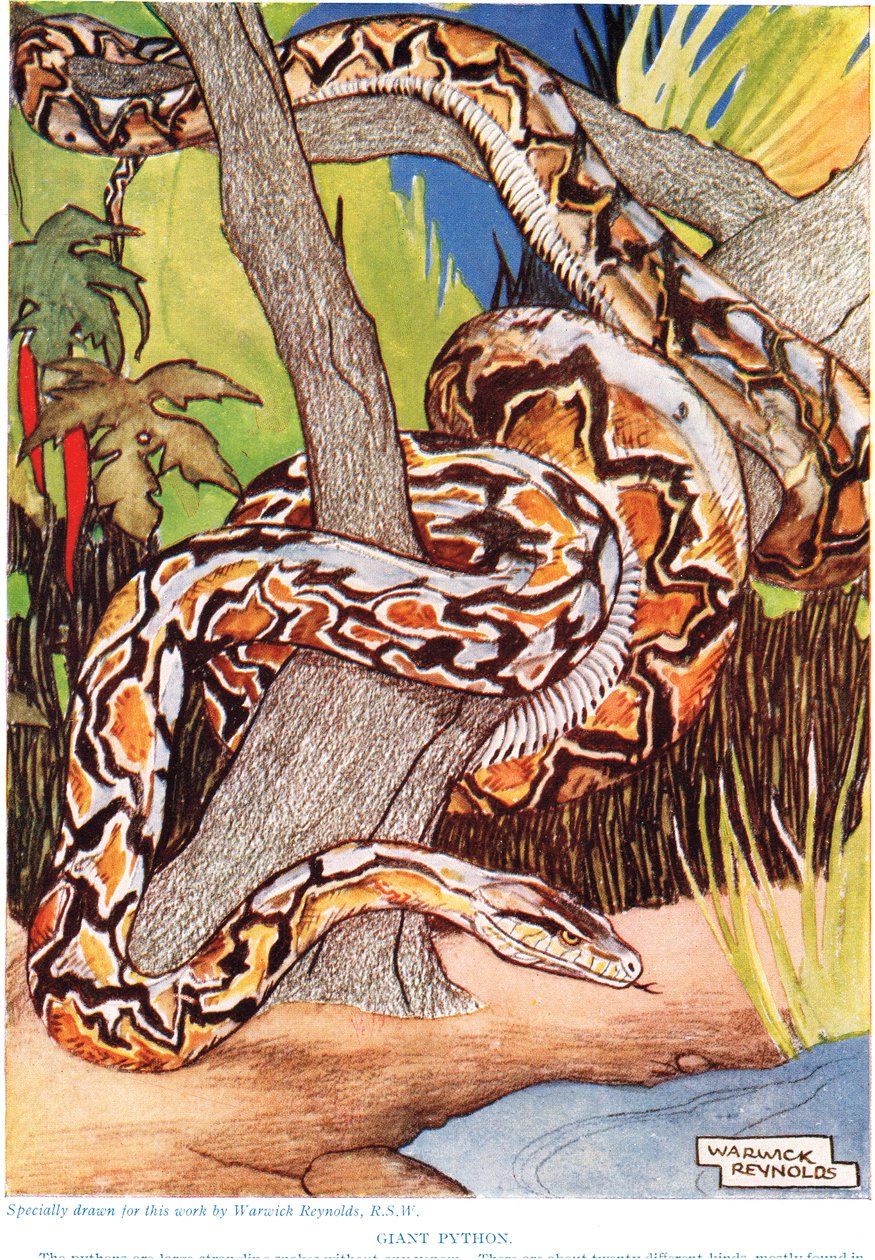 Dev Python, John Arthur Thompson