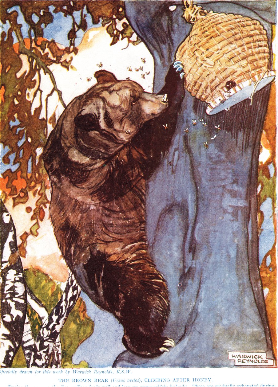 Boz Ayı (Ursus arctos), balın peşinden tırmanıyor, John Arthur Thompson
