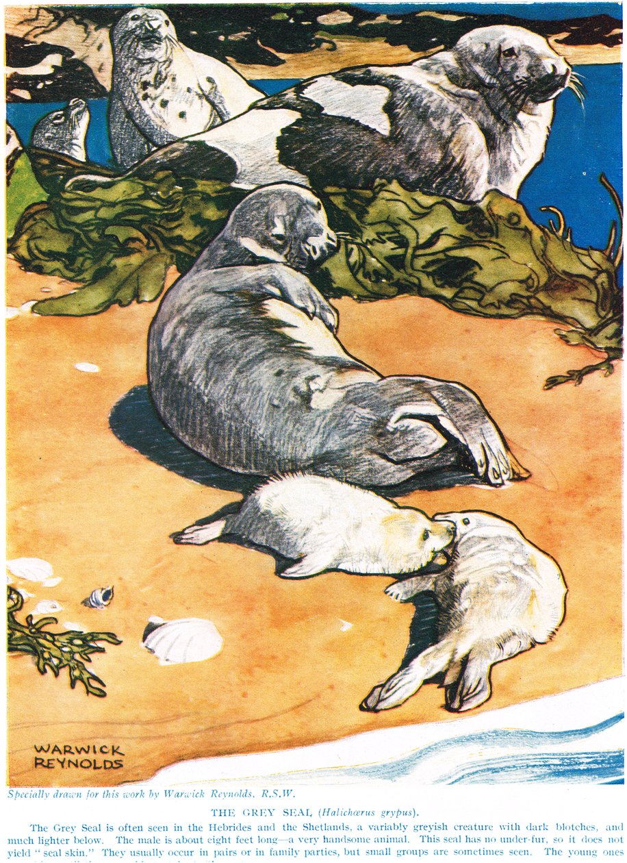 Gri Mühür, John Arthur Thompson'ın (1861-1933) 'Yeni Doğa Tarihi'nden bir çizim, GP Putnam's Sons tarafından yayınlanmış, 1926 by Warwick Reynolds