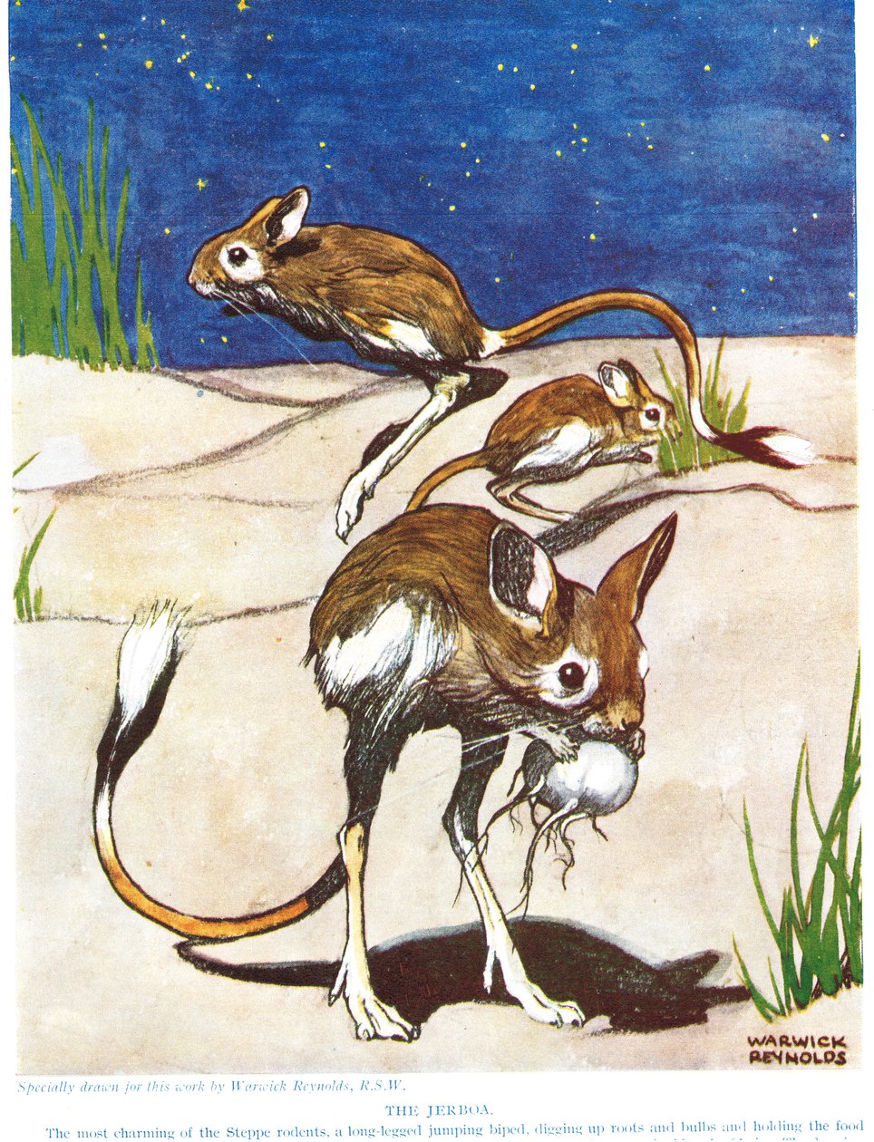Jerboa, John Arthur Thompson