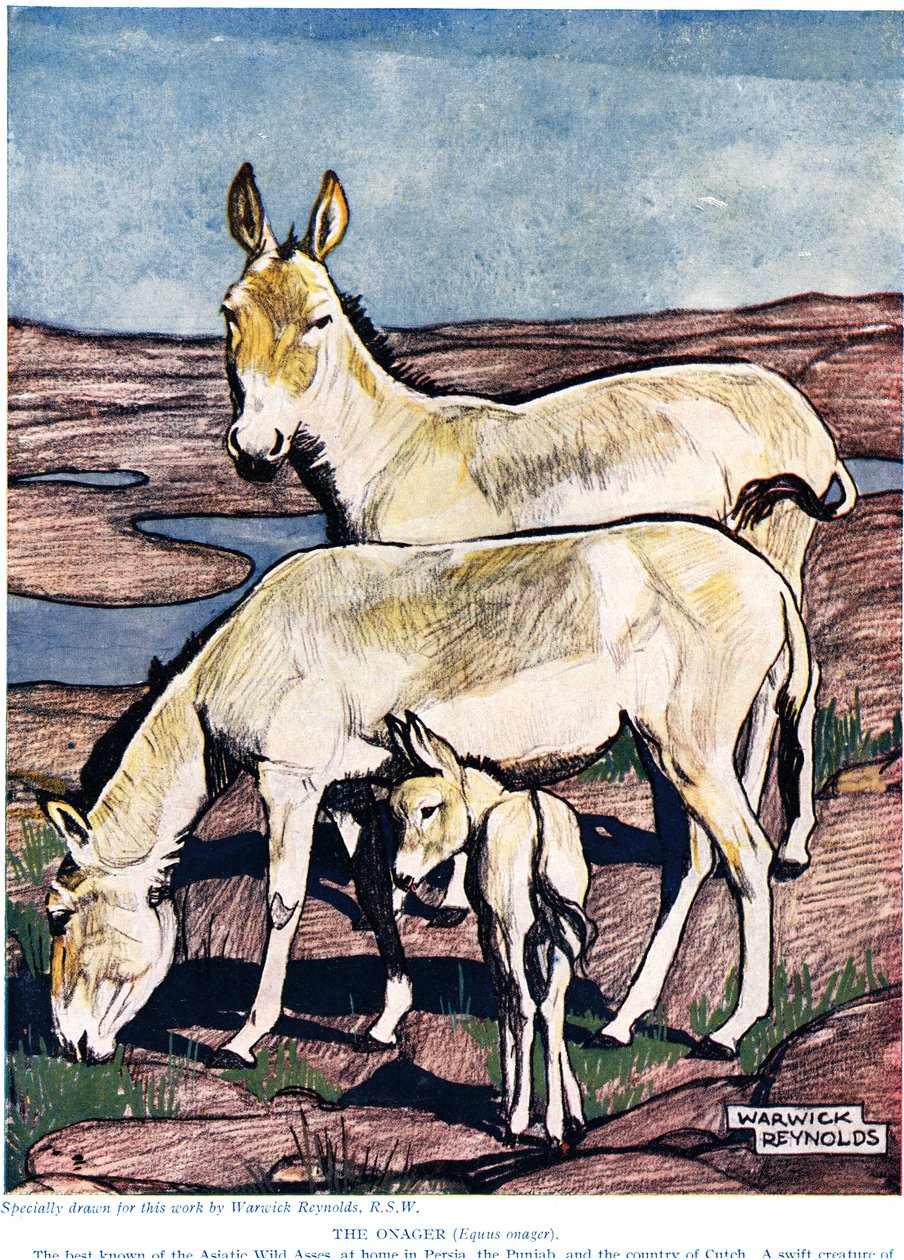 The Onager, from 