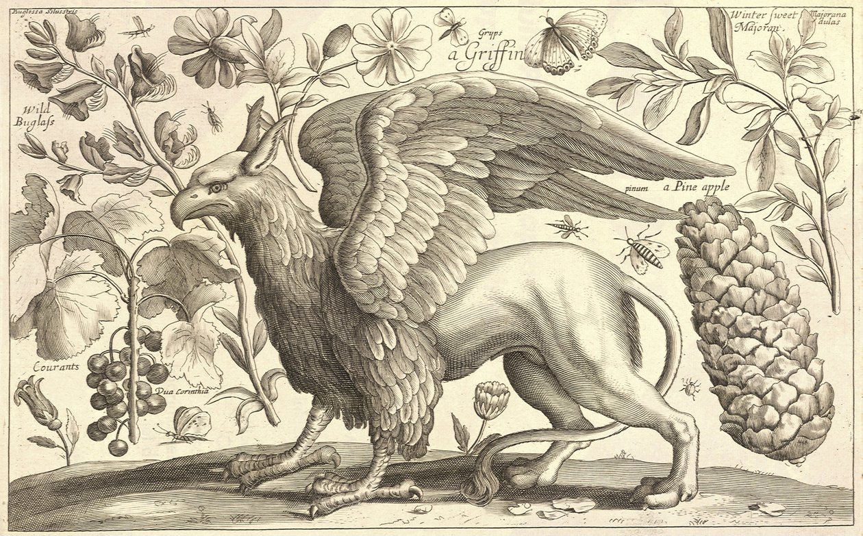 bir griffin by Wenceslaus Hollar