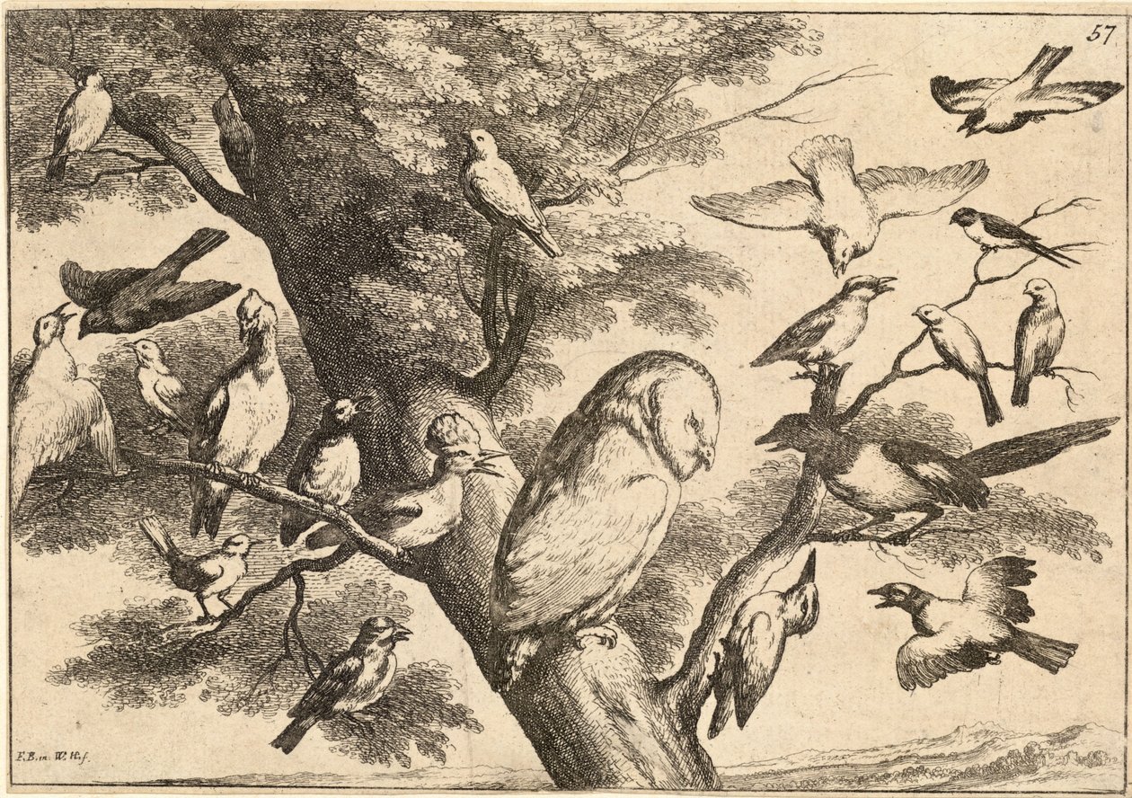 Kuşların baykuşu mobbingi by Wenceslaus Hollar