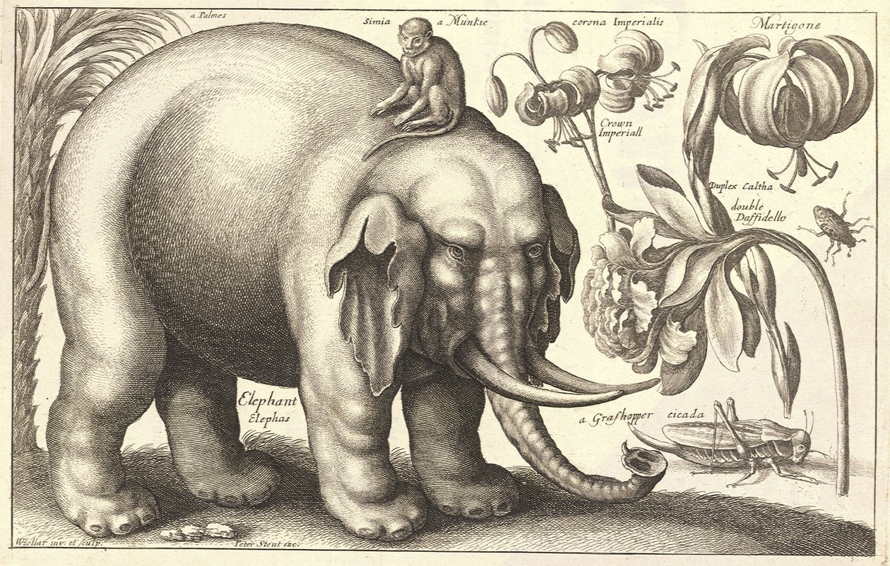 Fil ve çiçekler. durum 2 by Wenceslaus Hollar