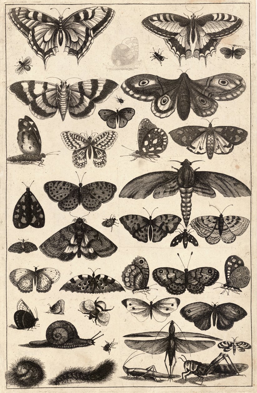 kırk bir böcek by Wenceslaus Hollar