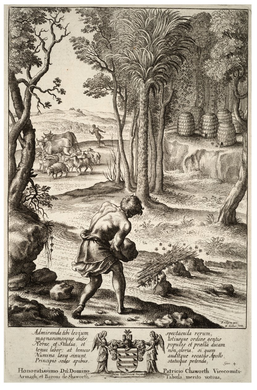 Kovan arılar. durum 1 by Wenceslaus Hollar
