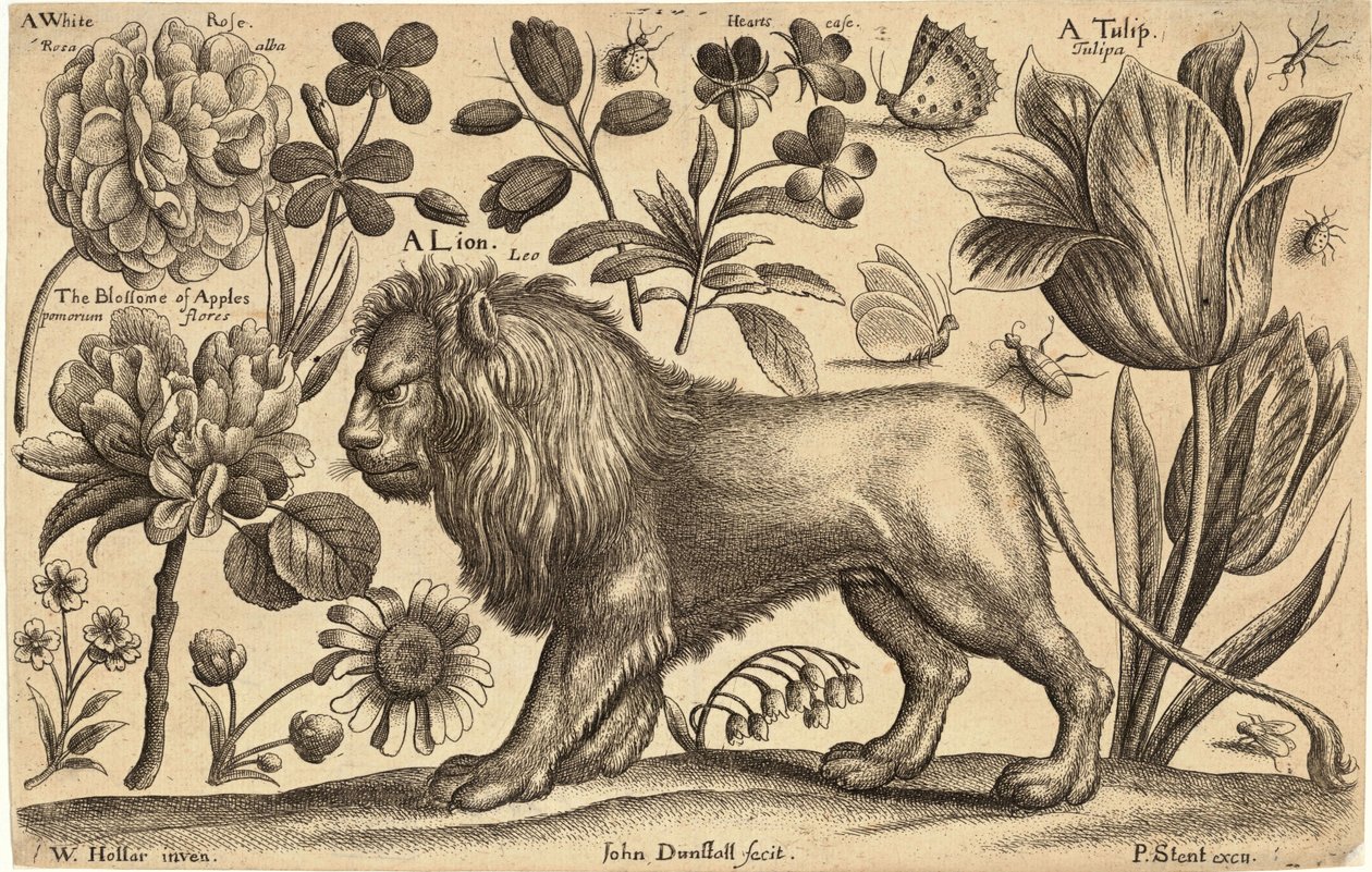 Aslan ve lale by Wenceslaus Hollar