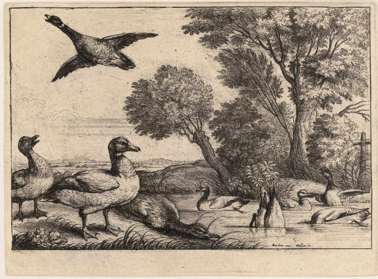 Dokuz ördek. durum 2 by Wenceslaus Hollar