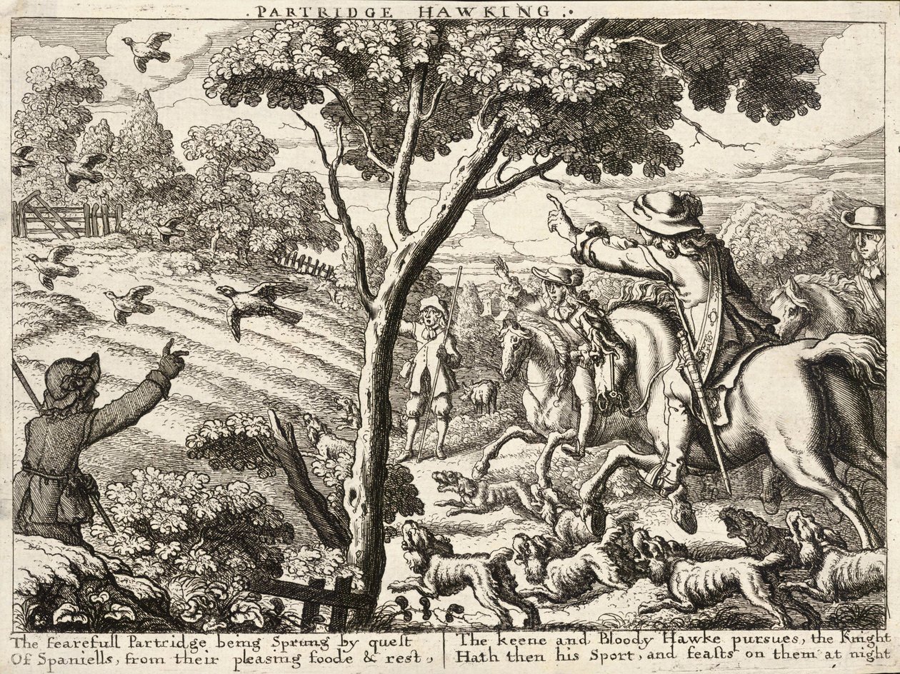 Partridge hawking by Wenceslaus Hollar