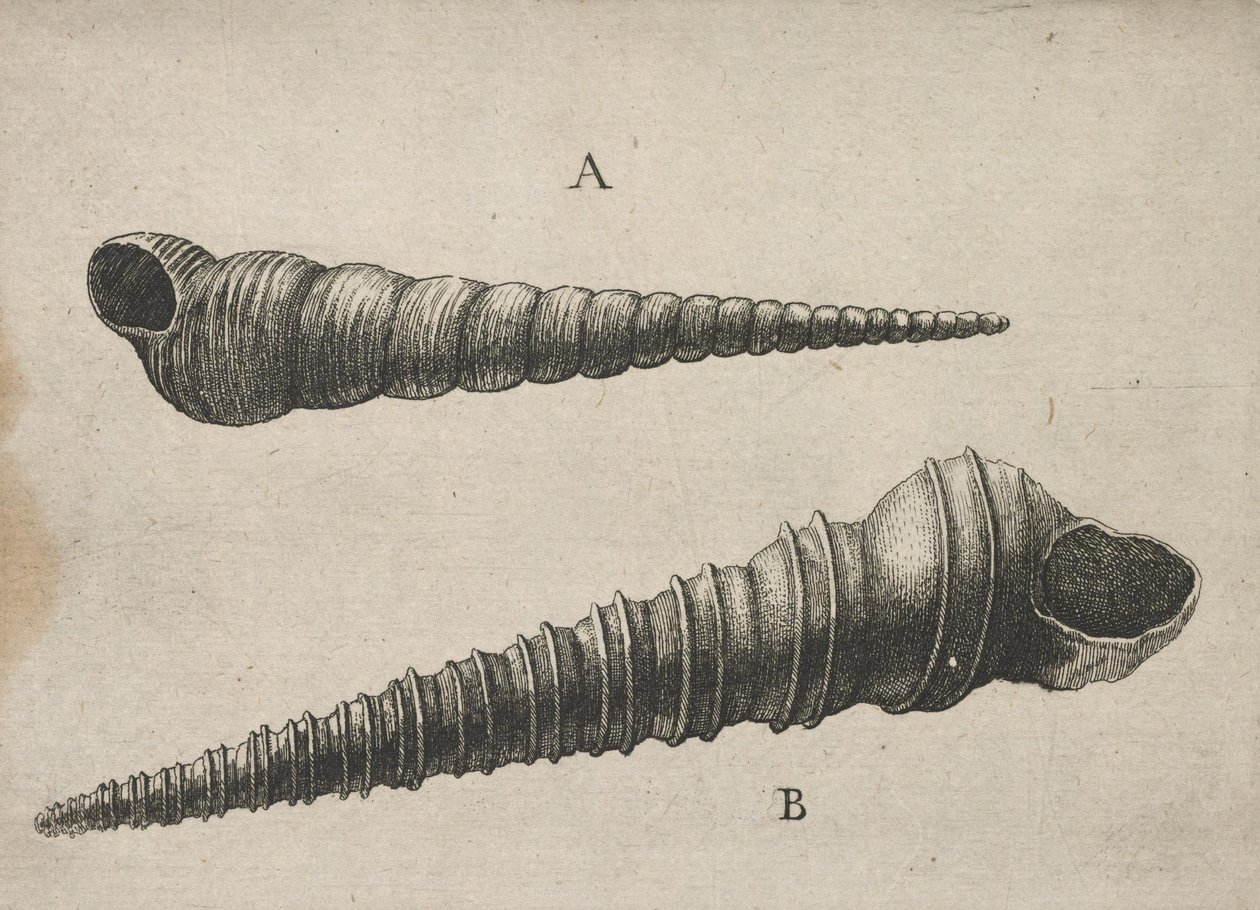 Kabuklar (Turritella terebra ve T. duplicata L.) by Wenceslaus Hollar