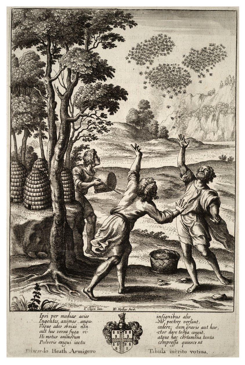 Arıların kaynaşması. durum 1 by Wenceslaus Hollar