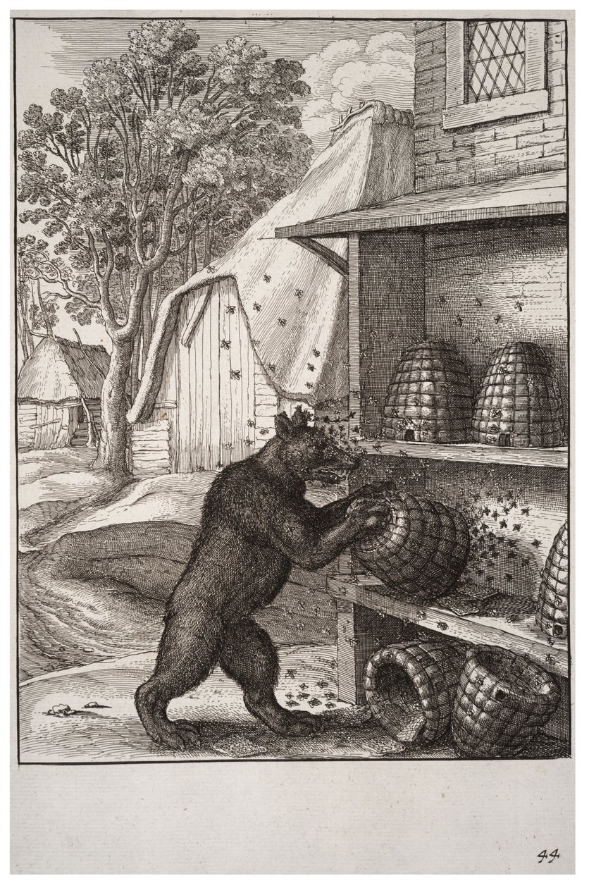 ayı ve bal by Wenceslaus Hollar