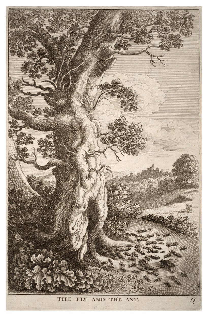sinek ve karınca by Wenceslaus Hollar