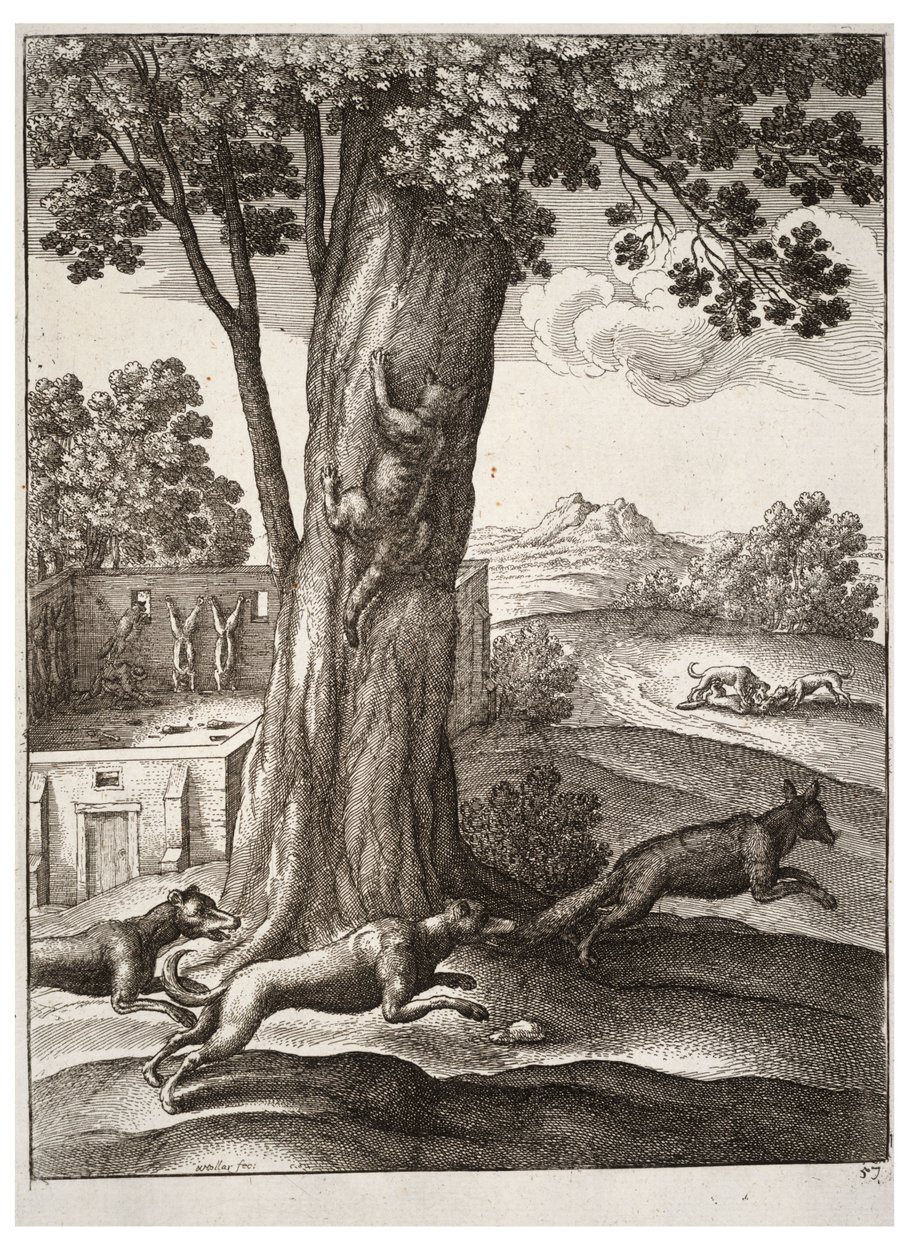 tilki ve kedi by Wenceslaus Hollar