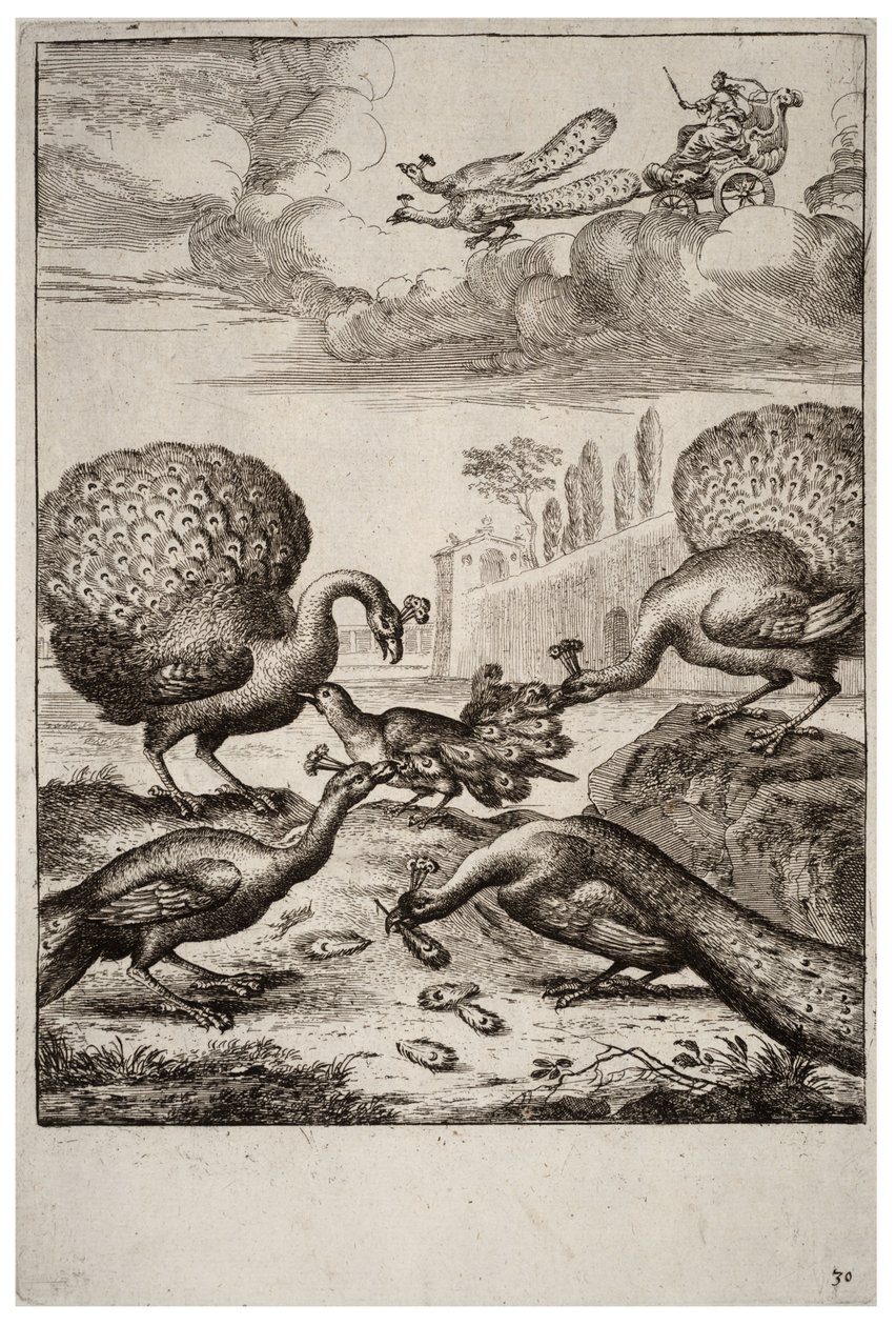 Jay ve tavus kuşları by Wenceslaus Hollar