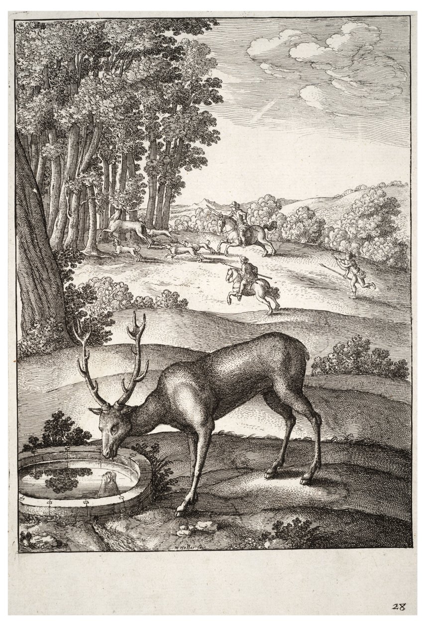geyik. durum 2 by Wenceslaus Hollar