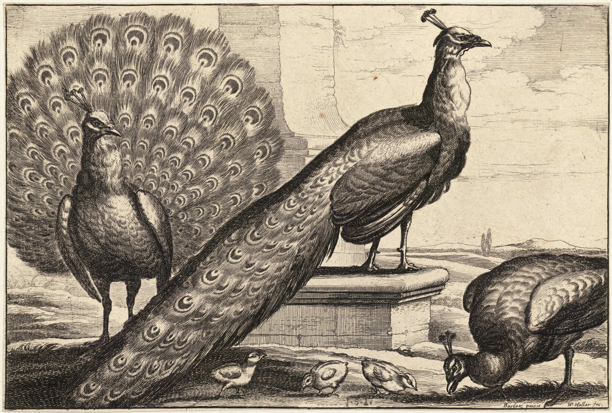 üç tavus kuşu by Wenceslaus Hollar