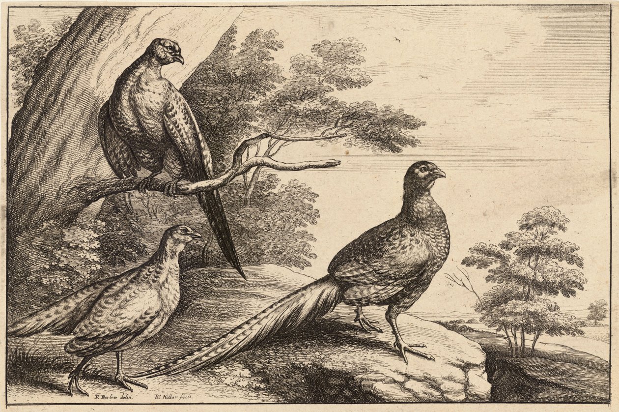 üç sülün by Wenceslaus Hollar