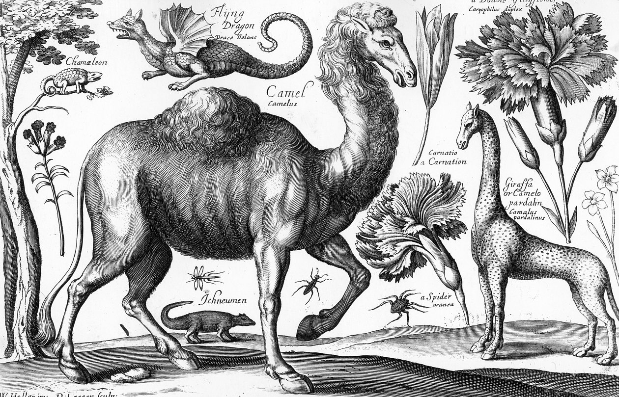 Hayvanlar, Vahşi ve Canavarlar, David Loggan tarafından oyulmuş by Wenceslaus (after) Hollar