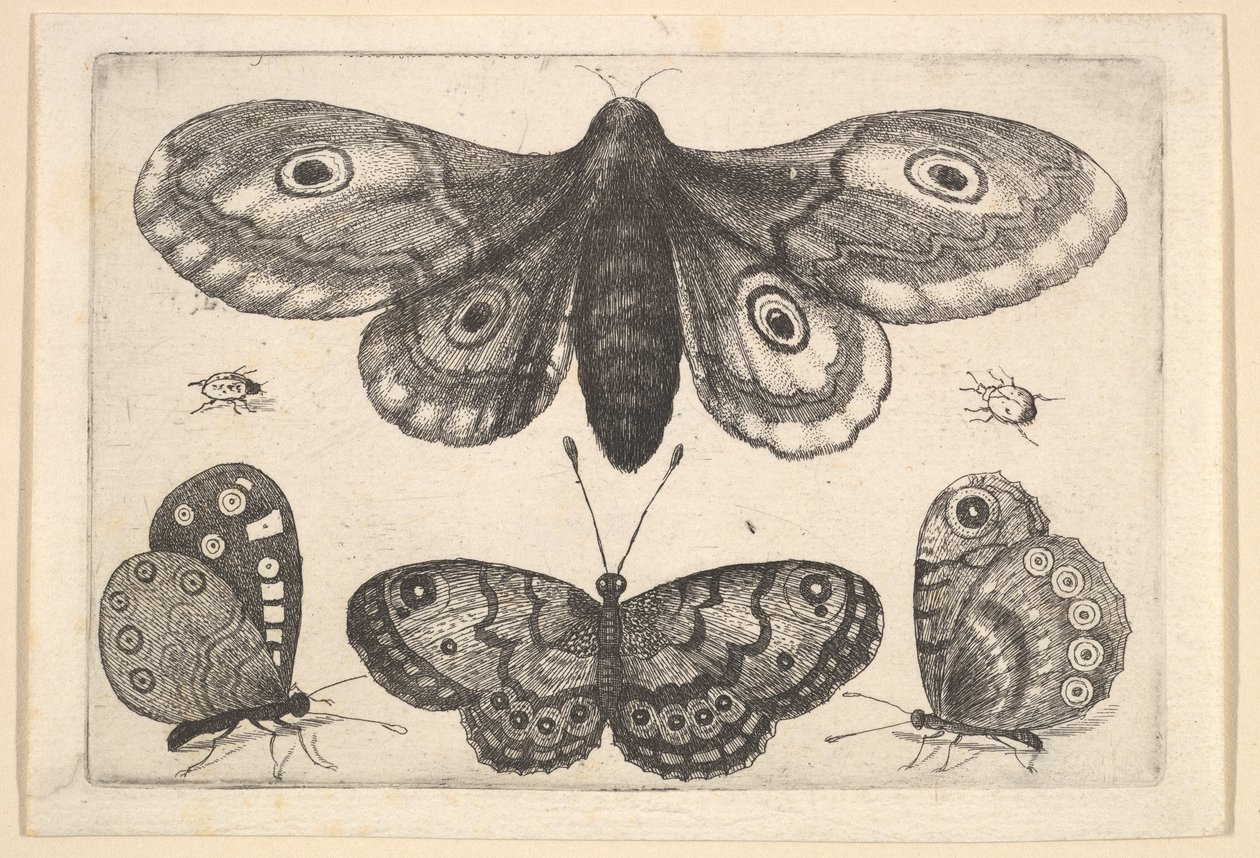 Bir güve, üç kelebek ve iki böcek, 1646. by Wenceslaus Hollar