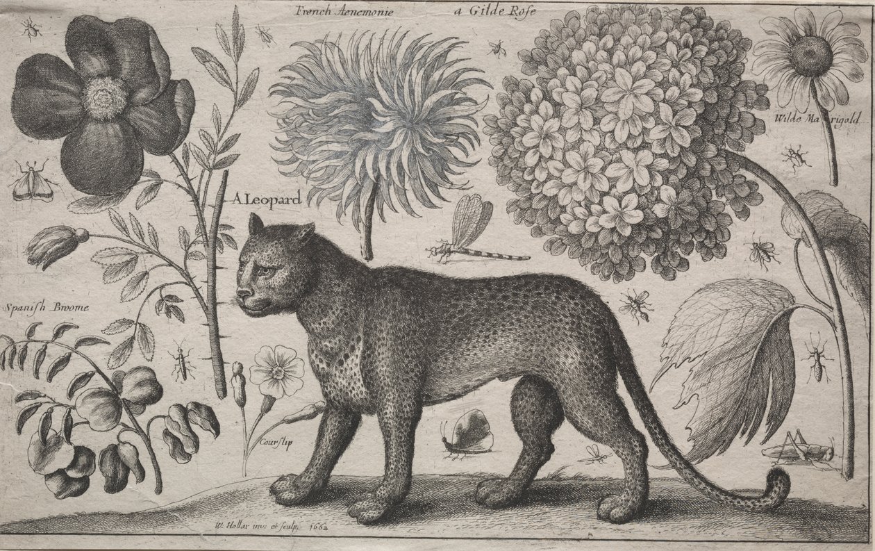 Hayvanlar ve Bitkiler: Bitkiler ve Böcekler ile Leopar by Wenceslaus Hollar