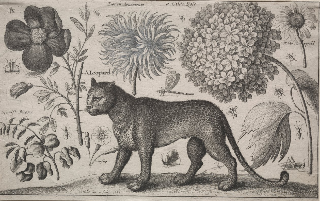 Hayvanlar ve Bitkiler: Bitkiler ve Böcekler ile Leopar, 1662. by Wenceslaus Hollar