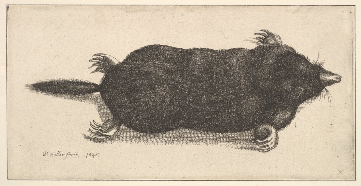 Ölü Köstebek, 1646. by Wenceslaus Hollar