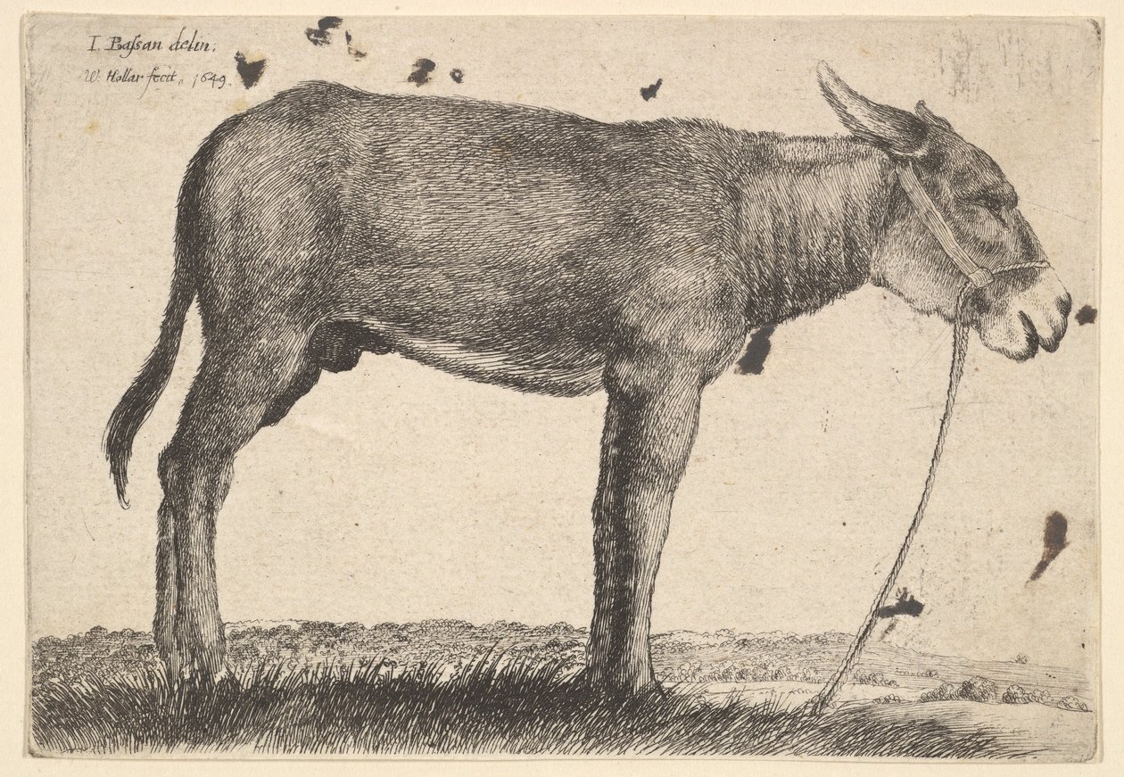 Eşek, 1649. by Wenceslaus Hollar