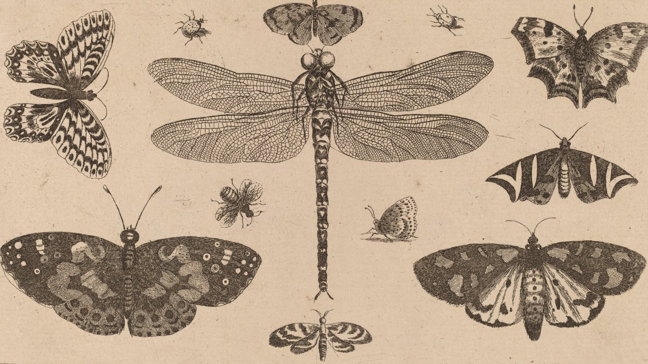 Yusufçuk, Uğur Böceği ve Kelebekler. by Wenceslaus Hollar