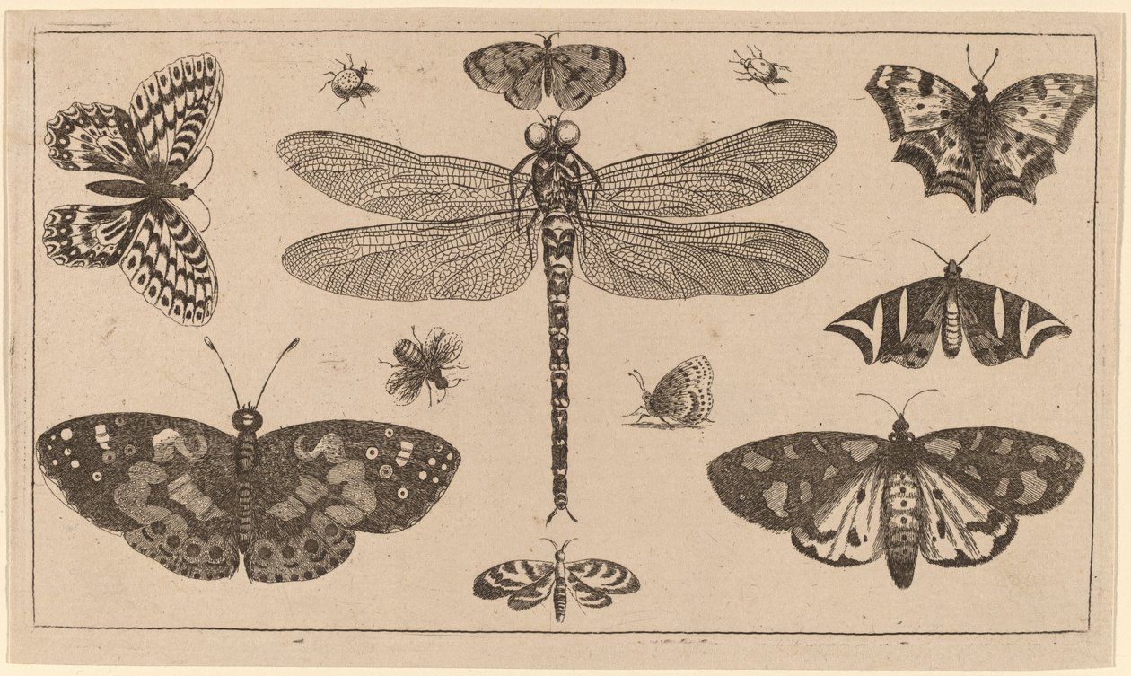 Yusufçuk, Uğur Böceği ve Kelebekler by Wenceslaus Hollar