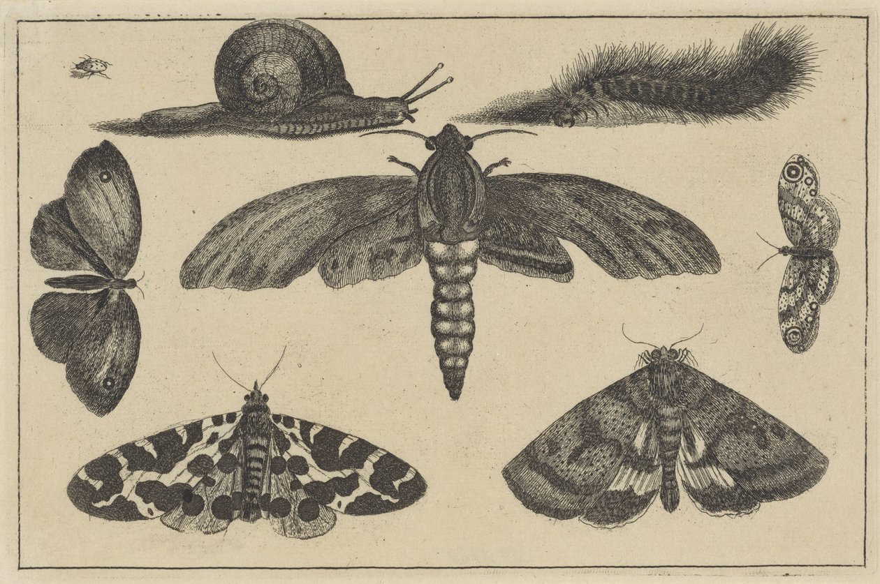 Üç güve, kelebekler, böcek, salyangoz ve tırtıl Çeşitli böcekler (dizi başlığı) Diversae Insectorum (dizi adı) by Wenceslaus Hollar