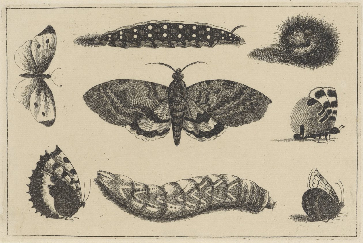 Üç tırtıl, bir güve ve dört kelebek Çeşitli böcekler (dizi adı) Diversae Insectorum (dizi adı) by Wenceslaus Hollar