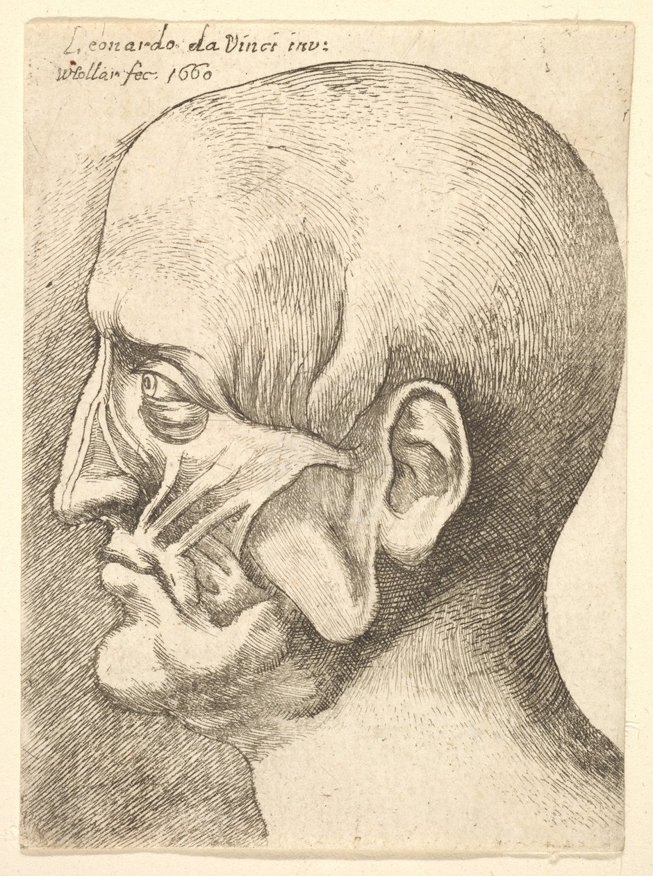 Soldan profilde bir adamın Ecorche başı, 1660. by Wenceslaus Hollar