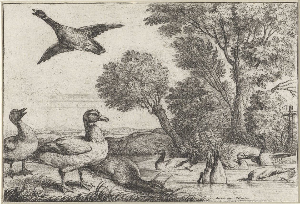 ördekler Diversae avium türleri (seri başlığı) Farklı kuşlar (dizi adı) by Wenceslaus Hollar