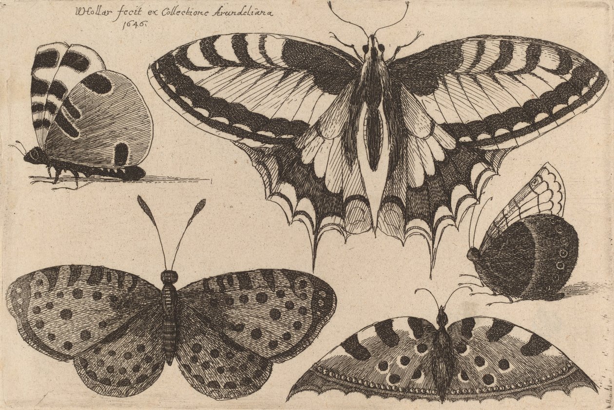 Beş Kelebek, 1646. by Wenceslaus Hollar