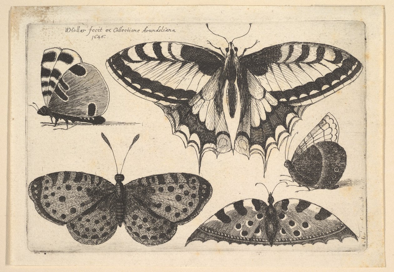 Beş Kelebek, 1646. by Wenceslaus Hollar