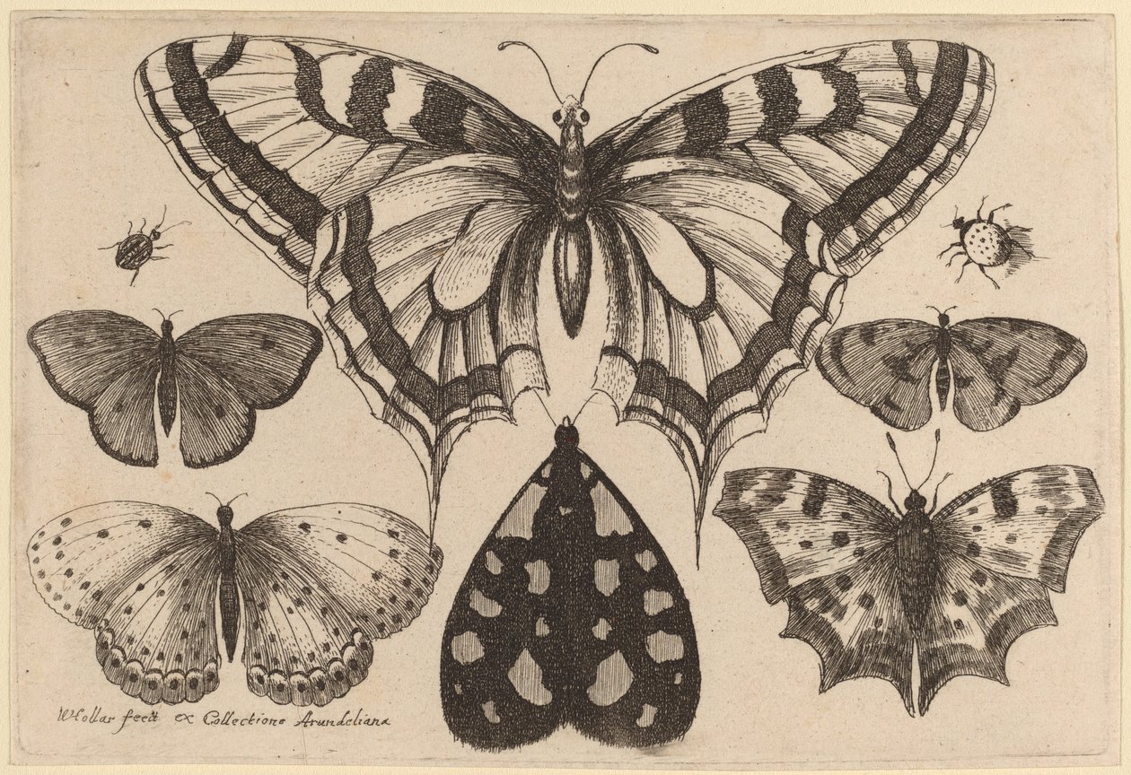 Beş Kelebek, Bir Güve, Bir Böcek ve Bir Örümcek by Wenceslaus Hollar