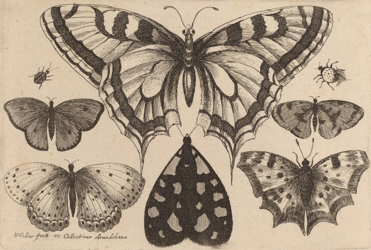 Beş Kelebek, Bir Güve ve İki Böcek, 1646. by Wenceslaus Hollar
